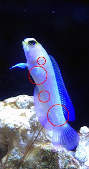 Black_spots_jawfish.jpg