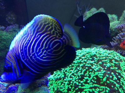 imp 1-17-2016 reduced.jpg