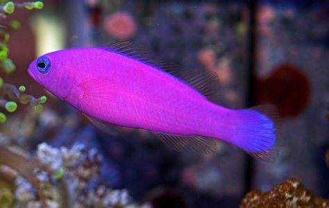 purpleDottyback01.jpg