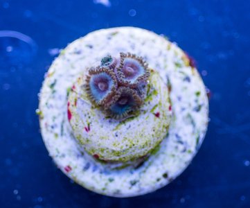 Blue kisses_zpszuju9usq.jpg