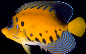 aberrant-regal-angelfish-300x189.png