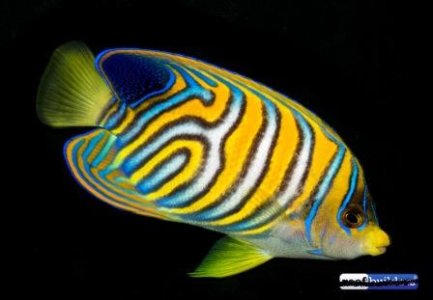 regal-angelfish-misbar-1-2-.jpg