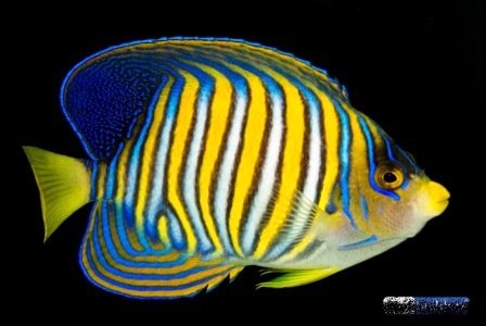 regal-angelfish-misbar-4-.jpg