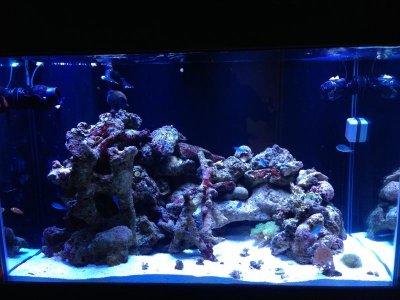 January 16 2015 Full Tank Shot.jpg