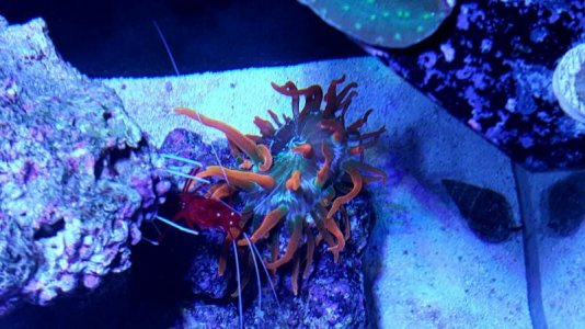 colorado sunburst.jpg