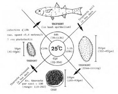 C. irritans Life Cycle.jpg
