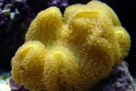 yellow-fiji-leather-coral-sarcophyton-elegans-1.jpg