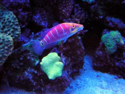 Mystery+wrasse.jpg