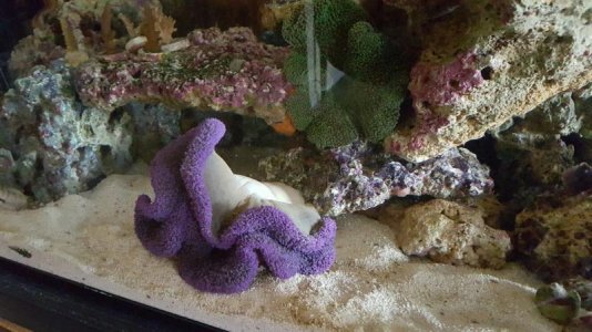 purple nurple (2).jpg