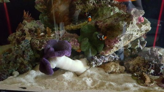 purple nurple (3).jpg