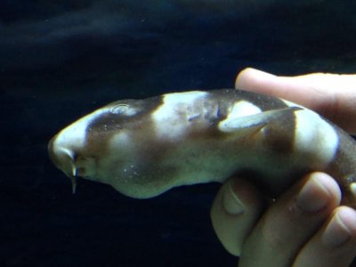 Banded Cat Shark2.jpg