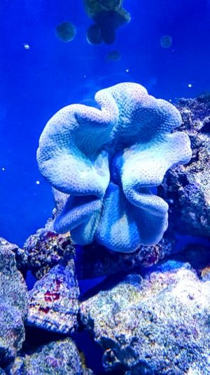 Toadstool blue JL-2.jpg