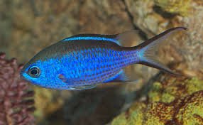 chromis.jpg