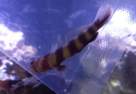 Wheeler's goby.jpg