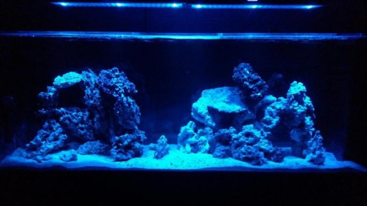 265g.jpg