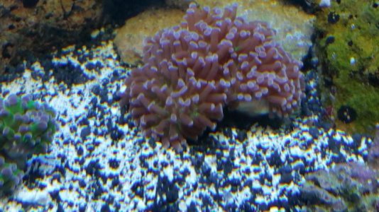 Coral R1 800.jpg