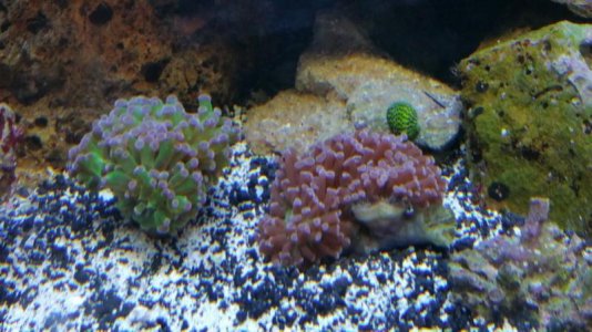 Corals GR2 800.jpg