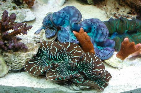 PMD Minh's clam 2002.jpg