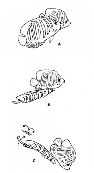 Pygoplites spawning.jpg