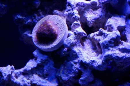coral-1.jpg