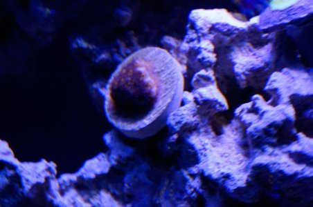 coral-2.jpg