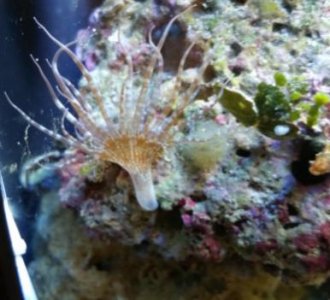 Nano Bad Critter.jpg