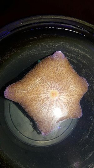 purple nurple (2).jpg