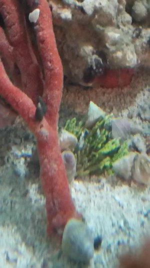 20160225_090943small.jpg 20160225_090943small.jpg