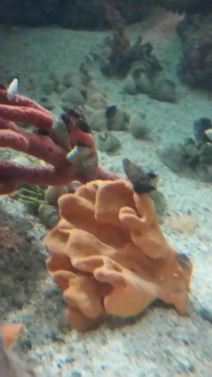 20160225_091030small.jpg 20160225_091030small.jpg