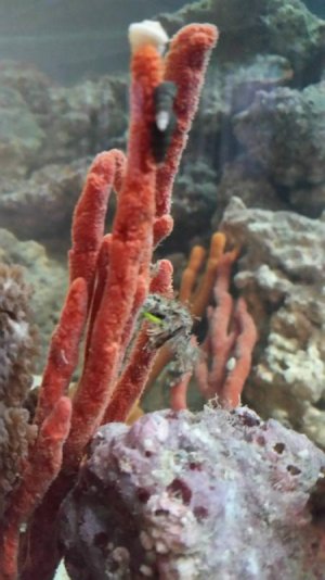 20160225_090929small.jpg 20160225_090929small.jpg