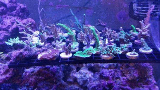 2016-02-01 13.36.16.jpg