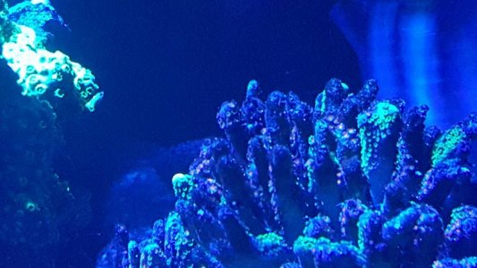 Screen Shot 02-01-16 at 04.27 PM.jpg