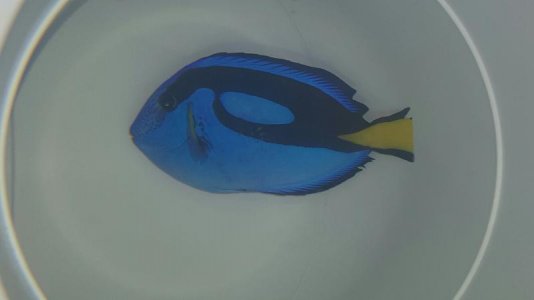 hippo tang 2.jpg hippo tang 2.jpg