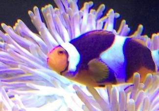 Screen Shot 2016-02-27 at 9.11.18 AM.jpg