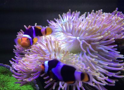 Screen Shot 2016-02-27 at 9.16.41 AM.jpg