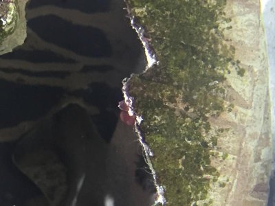 image.jpg
