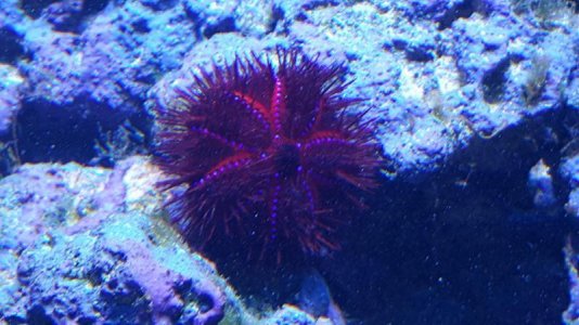 urchin.jpg