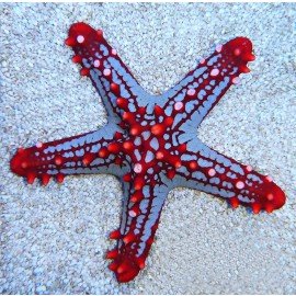 StarfishAfricanKnobby.jpg