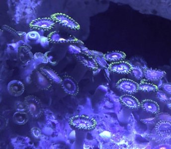 Zoa Blue Unknown.jpg