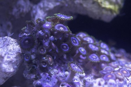 Zoa Blue Unknown 02 Small.jpg