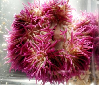 Purple crispa 1.1.jpg