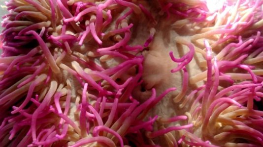 Purple crispa 1.2.jpg