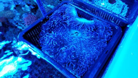 Purple crispa 1.3.jpg