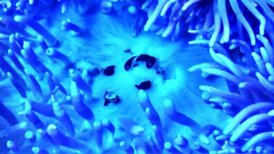 Purple crispa 1.4.jpg