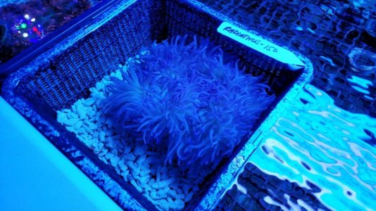 Purple crispa 2.1.jpg