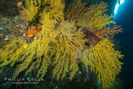 chironephthya-soft-coral-colony-fiji-image-31502-40592.jpg