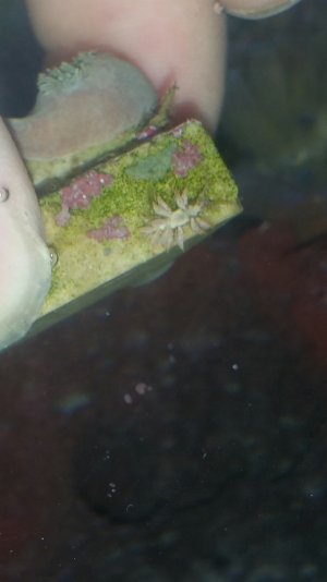 Nudibranch.jpg