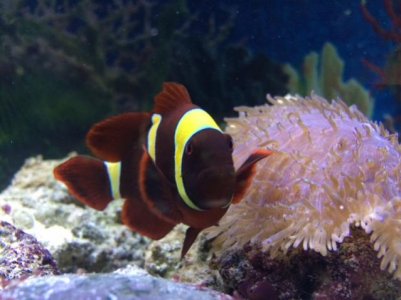 1.02.16 Anemone & Maroon.jpg