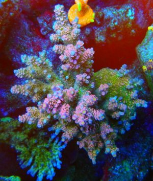 Rainbow Starlite pic.jpg