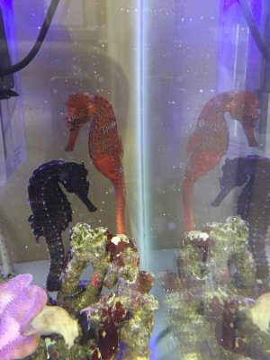 seahorses.jpg
